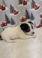 AKC Parti-male, a male Yorkshire Terrier for sale in Hephzibah, GA – Photo 2 of 8