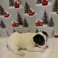 AKC Parti-male, a male Yorkshire Terrier for sale in Hephzibah, GA – Photo 4 of 8