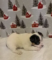 AKC Parti-male, a male Yorkshire Terrier for sale in Hephzibah, GA – Photo 4 of 8