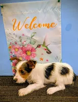 AKC Parti-male (Patches), a male Yorkshire Terrier for sale in Hephzibah, GA – Photo 3 of 8