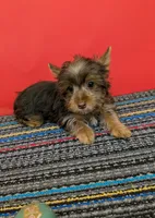 CKC Chocolate male 'Lil Boy Blue', a male Yorkshire Terrier for sale in Hephzibah, GA – 6 of 10