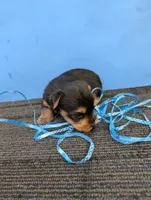 Marie's CKC male #1, a male Yorkshire Terrier for sale in Hephzibah, GA – 5 of 8