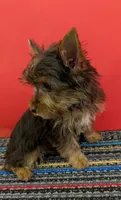 CKC Chocolate male 'Lil Boy Blue', a male Yorkshire Terrier for sale in Hephzibah, GA – 2 of 10