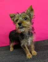 AKC traditional female  (Pinky), a female Yorkshire Terrier for sale in Hephzibah, GA – 4 of 10