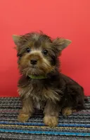CKC Chocolate male Incredible Hulk, a male Yorkshire Terrier for sale in Hephzibah, GA – 5 of 10