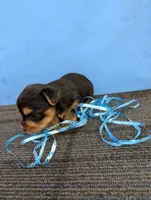 Marie's CKC male #1, a male Yorkshire Terrier for sale in Hephzibah, GA – 7 of 8