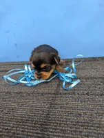 Marie's CKC male #2, a male Yorkshire Terrier for sale in Hephzibah, GA – 4 of 8