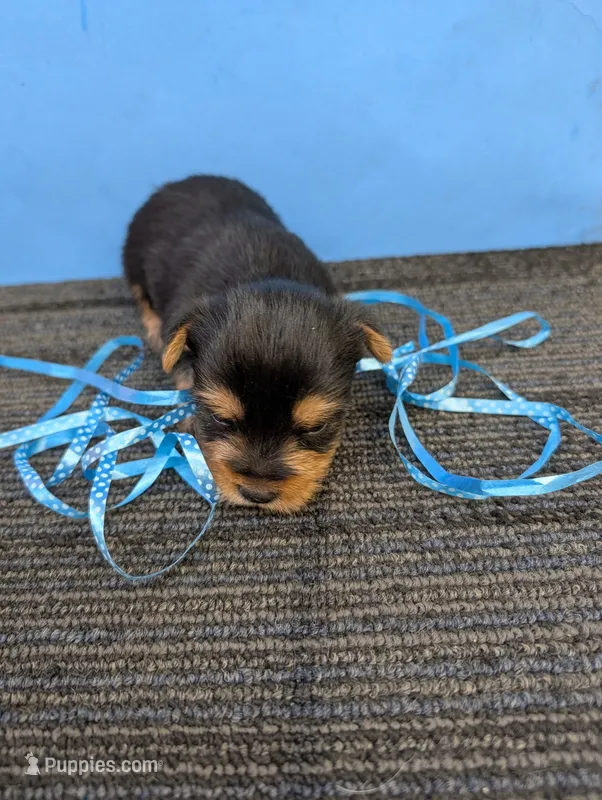Marie's CKC male #1 – Yorkshire Terrier puppy for sale in Hephzibah, GA