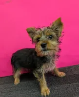 AKC traditional female  (Pinky), a female Yorkshire Terrier for sale in Hephzibah, GA – 1 of 10