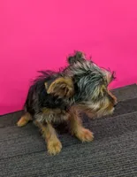 AKC traditional female  (Pinky), a female Yorkshire Terrier for sale in Hephzibah, GA – 3 of 10