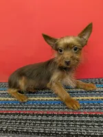 AKC male  (Choco), a male Yorkshire Terrier for sale in Hephzibah, GA – 4 of 10