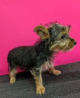 AKC traditional female  (Pinky), a female Yorkshire Terrier for sale in Hephzibah, GA – 7 of 10