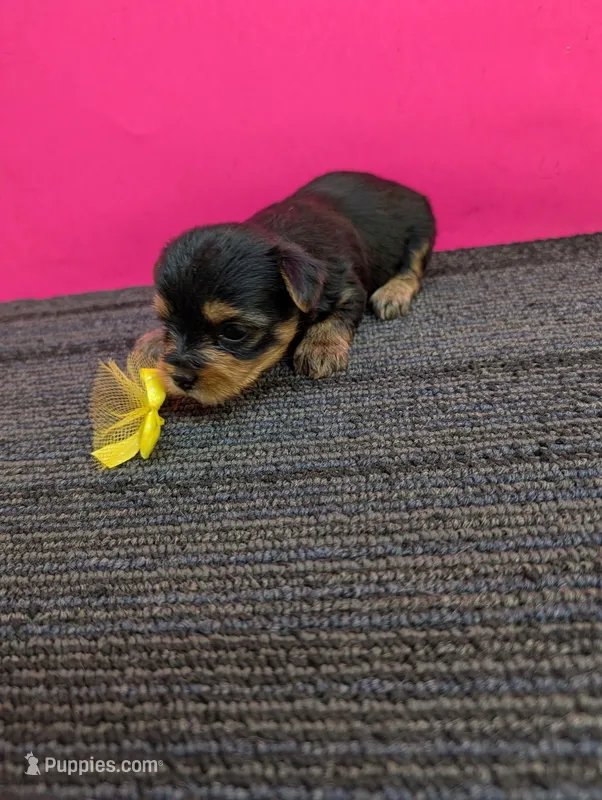 Marie's CKC female – Yorkshire Terrier puppy for sale in Hephzibah, GA