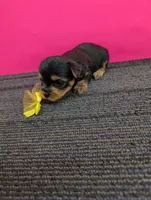 Marie's CKC female, a female Yorkshire Terrier for sale in Hephzibah, GA – 1 of 8