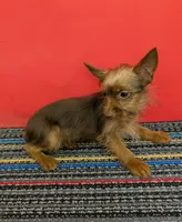 AKC male  (Choco), a male Yorkshire Terrier for sale in Hephzibah, GA – 2 of 10