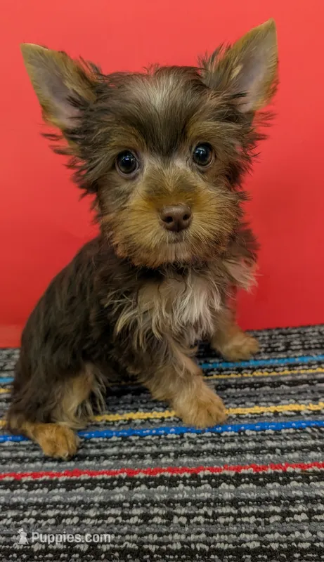 CKC Chocolate male 'Lil Boy Blue' – Yorkshire Terrier puppy for sale in Hephzibah, GA