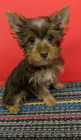 CKC Chocolate male 'Lil Boy Blue', a male Yorkshire Terrier for sale in Hephzibah, GA – 1 of 10