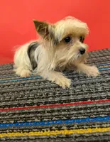 CKC male Parti-Yorkie (Peanut), a male Yorkshire Terrier for sale in Hephzibah, GA – 2 of 10