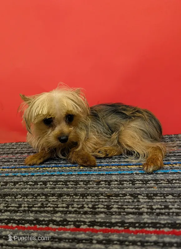 CKC Sable Male, a male Yorkshire Terrier for sale in Hephzibah, GA – 1 of 10