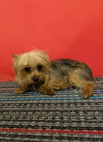 CKC Sable Male, a male Yorkshire Terrier for sale in Hephzibah, GA – 1 of 10