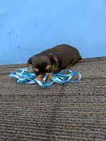Marie's CKC male #2, a male Yorkshire Terrier for sale in Hephzibah, GA – 6 of 8