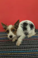 AKC Parti-male (Patches), a male Yorkshire Terrier for sale in Hephzibah, GA – 6 of 10