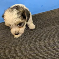 Maggie's CKC male, a male Morkie for sale in Hephzibah, GA – Photo 6 of 10