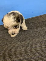 Maggie's CKC male, a male Morkie for sale in Hephzibah, GA – Photo 6 of 10