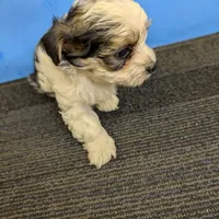 Maggie's CKC male, a male Morkie for sale in Hephzibah, GA – Photo 5 of 10