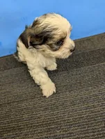 Maggie's CKC male, a male Morkie for sale in Hephzibah, GA – Photo 5 of 10