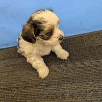 Maggie's CKC male, a male Morkie for sale in Hephzibah, GA – Photo 2 of 10