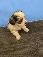 Maggie's CKC male, a male Morkie for sale in Hephzibah, GA – Photo 2 of 10