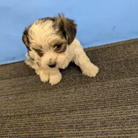 Maggie's CKC male, a male Morkie for sale in Hephzibah, GA – Photo 10 of 10