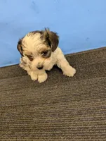 Maggie's CKC male, a male Morkie for sale in Hephzibah, GA – Photo 10 of 10