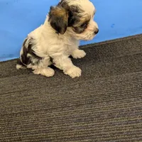 Maggie's CKC male, a male Morkie for sale in Hephzibah, GA – Photo 1 of 10