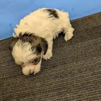 Maggie's CKC male, a male Morkie for sale in Hephzibah, GA – Photo 4 of 10