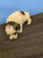 Maggie's CKC male, a male Morkie for sale in Hephzibah, GA – Photo 4 of 10