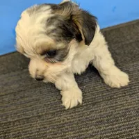 Maggie's CKC male, a male Morkie for sale in Hephzibah, GA – Photo 3 of 10