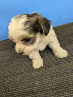 Maggie's CKC male, a male Morkie for sale in Hephzibah, GA – Photo 3 of 10