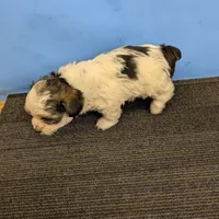 Maggie's CKC male, a male Morkie for sale in Hephzibah, GA – Photo 9 of 10