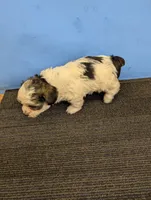 Maggie's CKC male, a male Morkie for sale in Hephzibah, GA – Photo 9 of 10