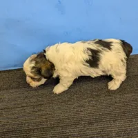 Maggie's CKC male, a male Morkie for sale in Hephzibah, GA – Photo 7 of 10