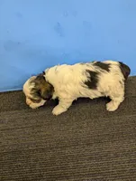 Maggie's CKC male, a male Morkie for sale in Hephzibah, GA – Photo 7 of 10