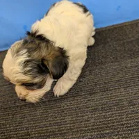 Maggie's CKC male, a male Morkie for sale in Hephzibah, GA – Photo 8 of 10