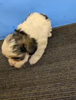 Maggie's CKC male, a male Morkie for sale in Hephzibah, GA – Photo 8 of 10