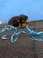 Marie's CKC male #3, a male Yorkshire Terrier for sale in Hephzibah, GA – 7 of 7