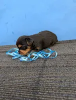 Marie's CKC male #2, a male Yorkshire Terrier for sale in Hephzibah, GA – 5 of 8