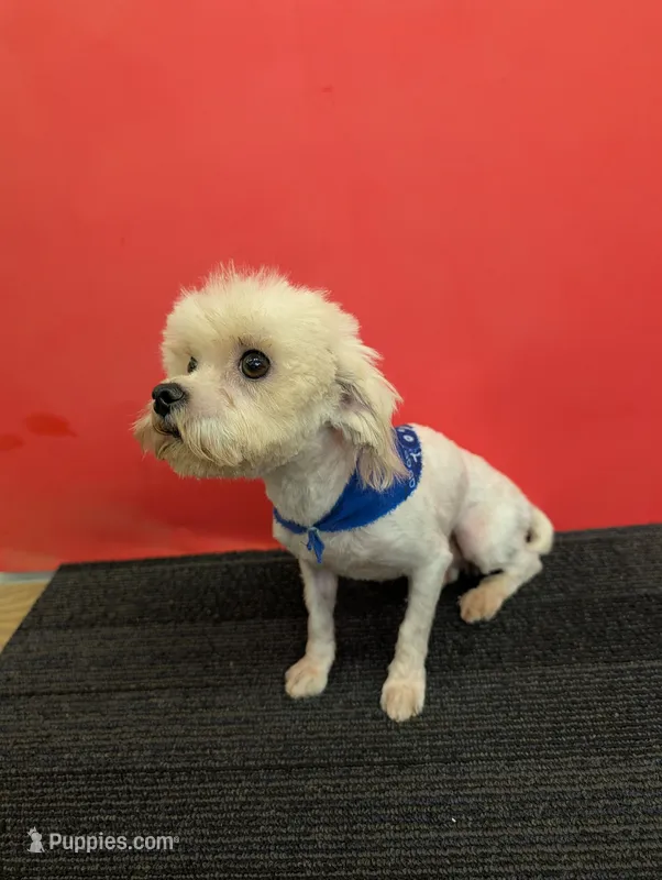 Ryder – Maltese puppy for sale in Hephzibah, GA