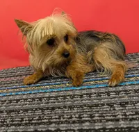 CKC Sable Male, a male Yorkshire Terrier for sale in Hephzibah, GA – 4 of 10