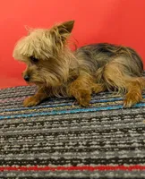 CKC Sable Male, a male Yorkshire Terrier for sale in Hephzibah, GA – 7 of 10